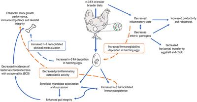 Influence of Feeding Omega-3 Polyunsaturated Fatty Acids to Broiler Breeders on Indices of Immunocompetence, Gastrointestinal, and Skeletal Development in Broiler Chickens